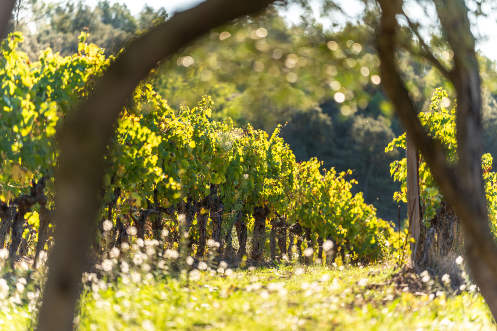 Vignoble