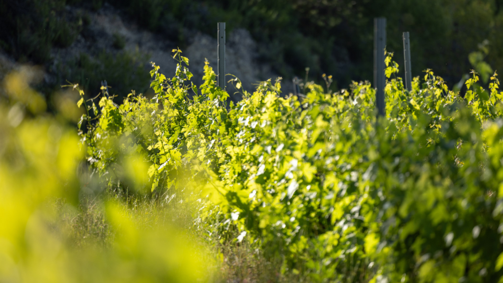 Domaine viticole Provence