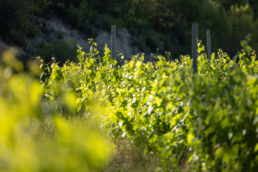 Domaine viticole Provence