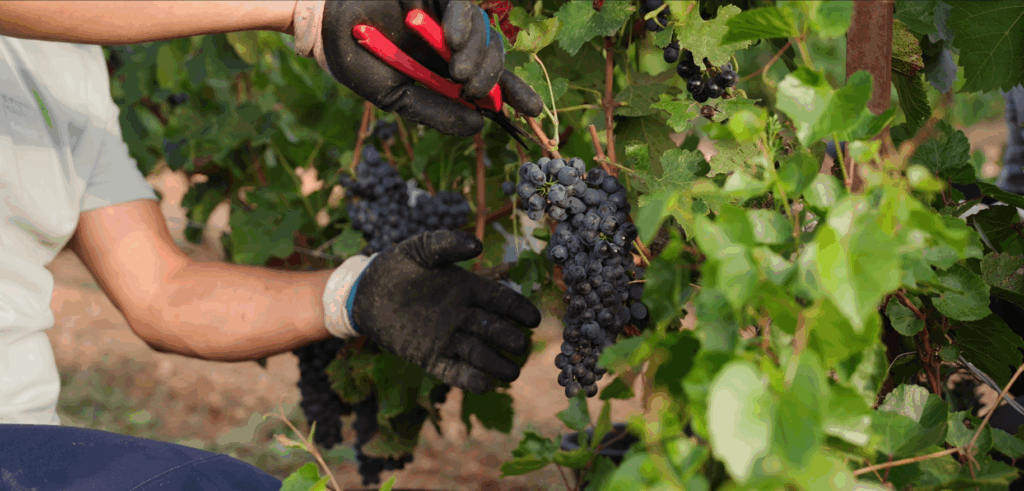 Vendanges 2025