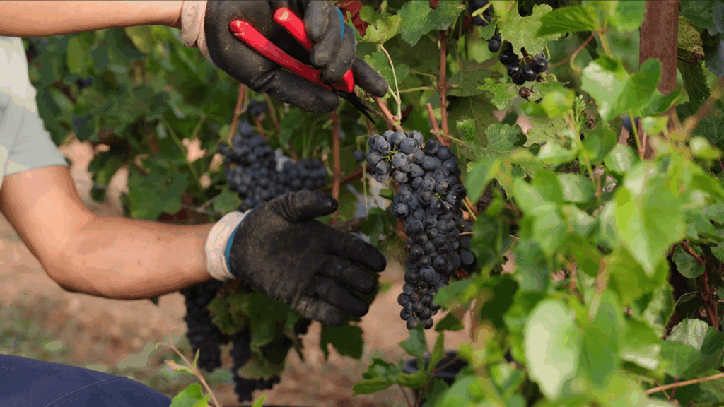 Vendanges 2025