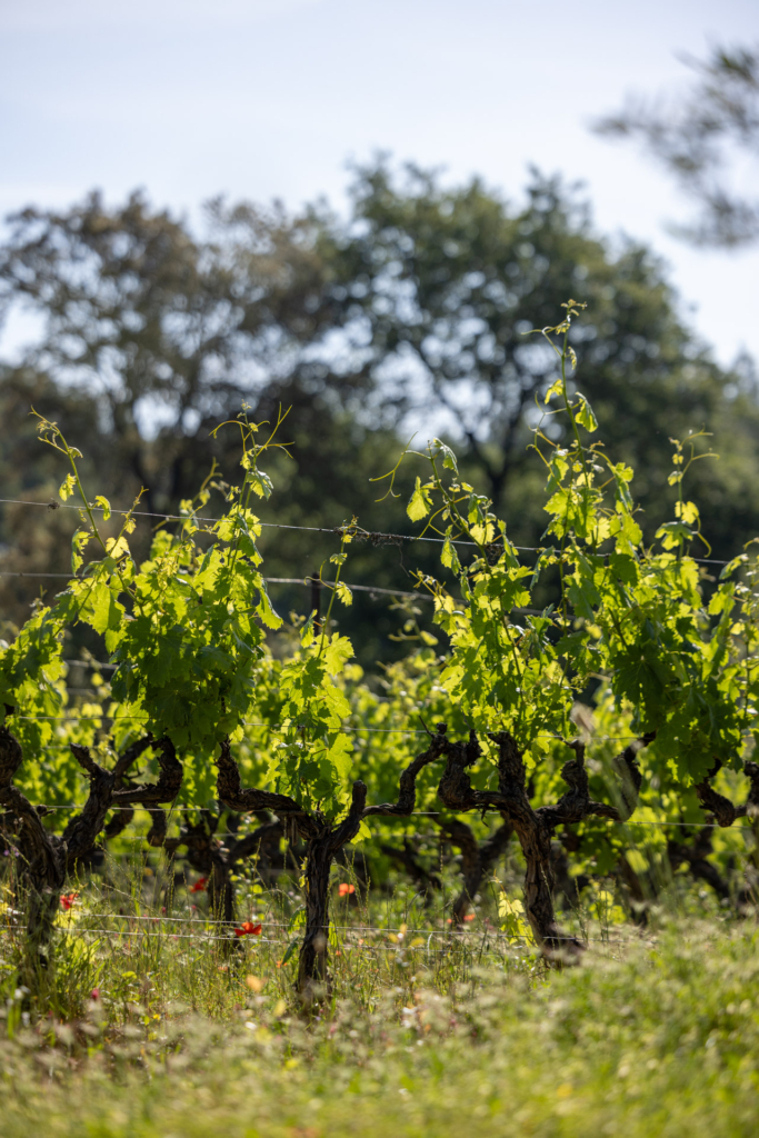 Vendanges 2025