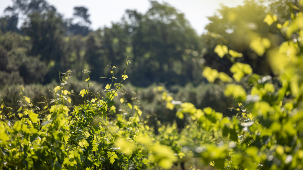 Clos de Caille vignoble en Provence