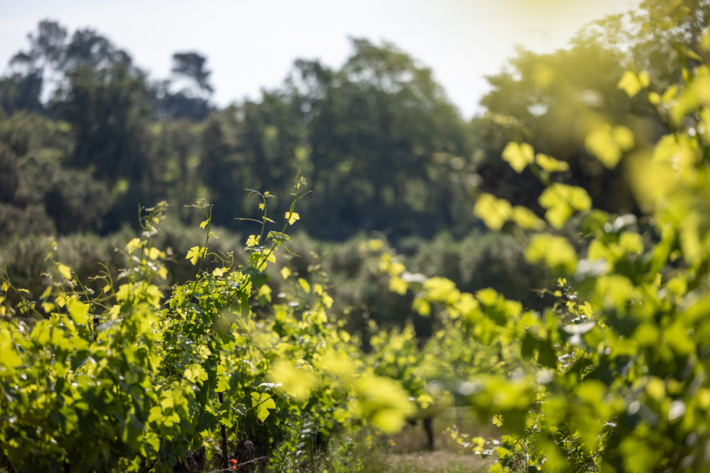 Clos de Caille vignoble en Provence
