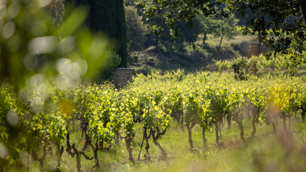 Clos de Caille vignoble