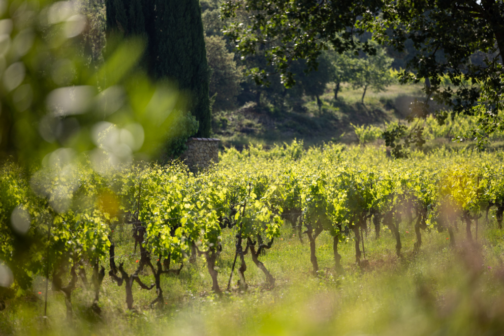Clos de Caille vignoble