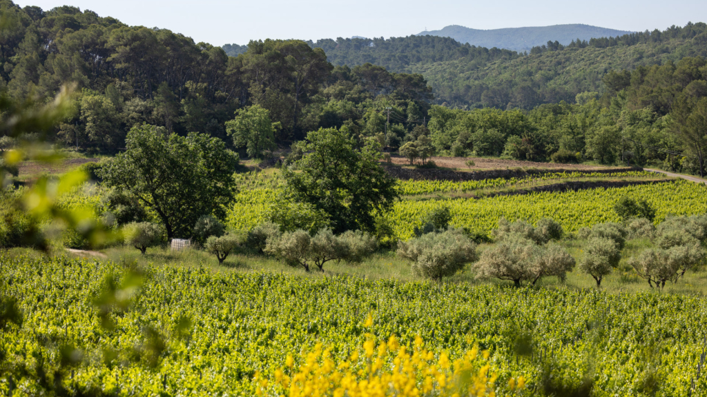 Clos de Caille Provence