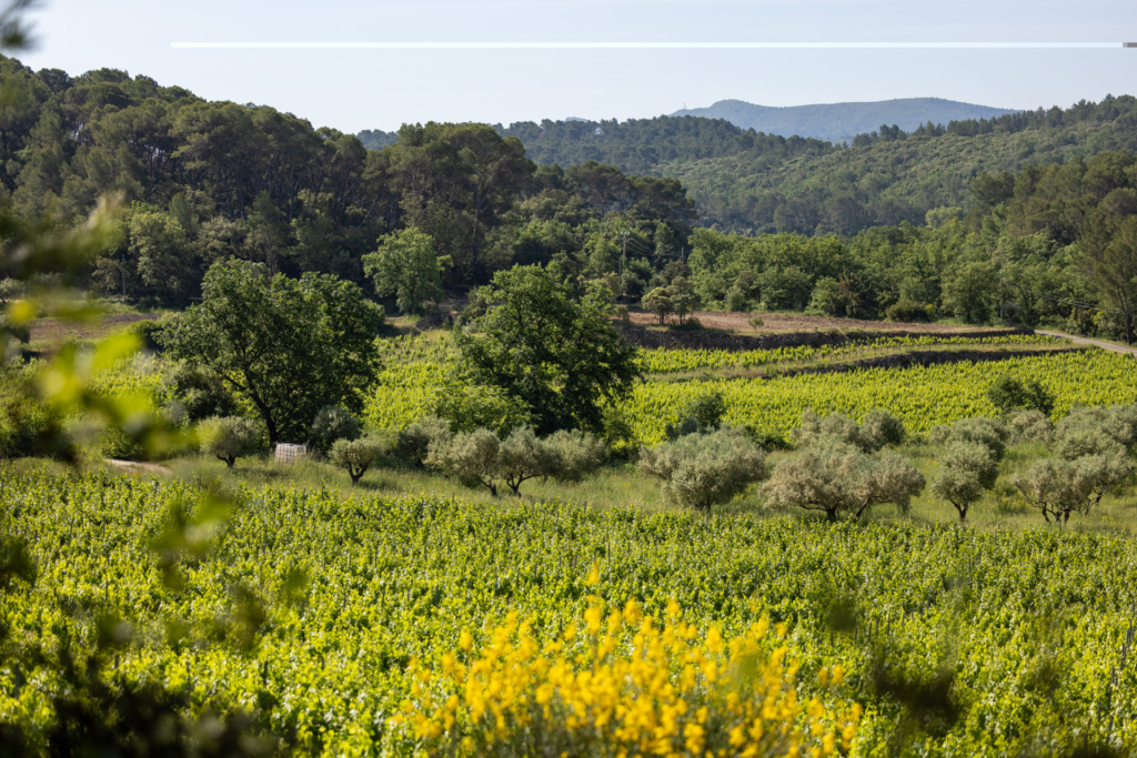 Clos de Caille Provence