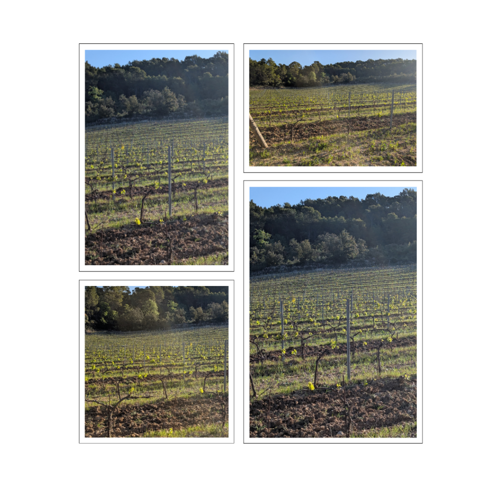 Printemps Clos de Caille